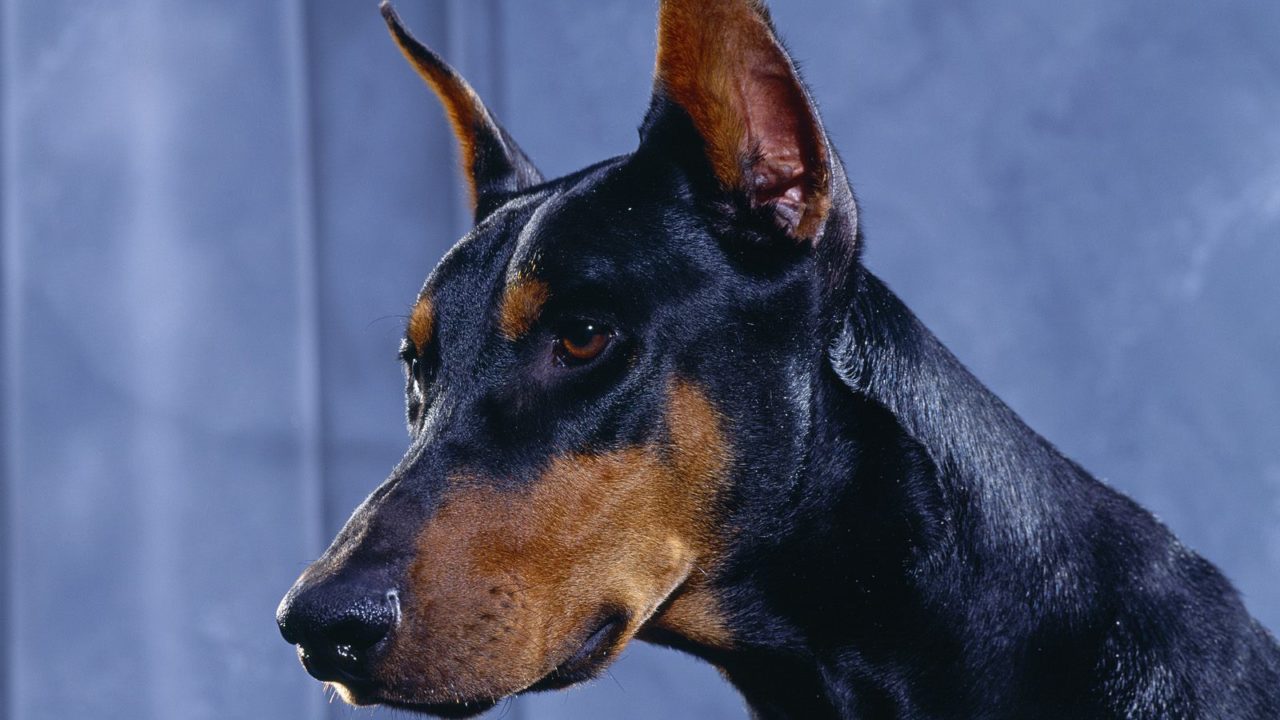 Doberman Pinscher HD Wallpaper Backgrounds Dog Pictures
